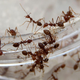 Image for article titled A Facebook group where people pretend to be ants has gone off the rails